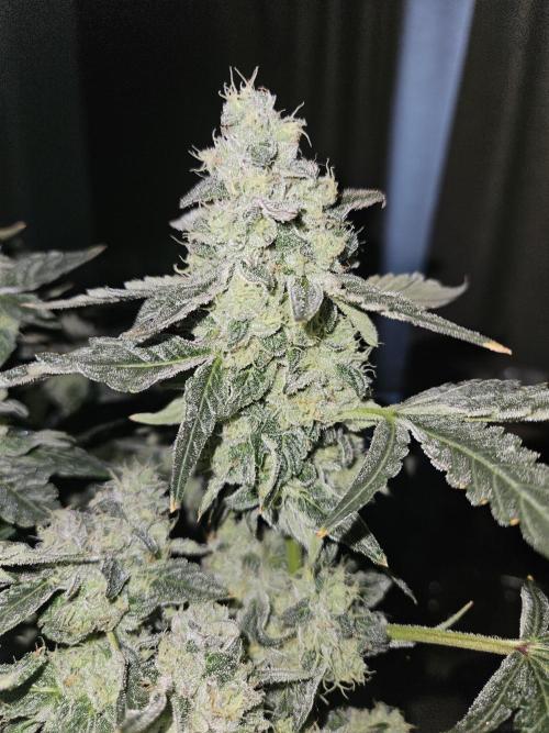 Jokerz OG. Week 11