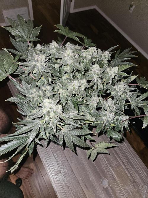 Jokerz OG. Week 11