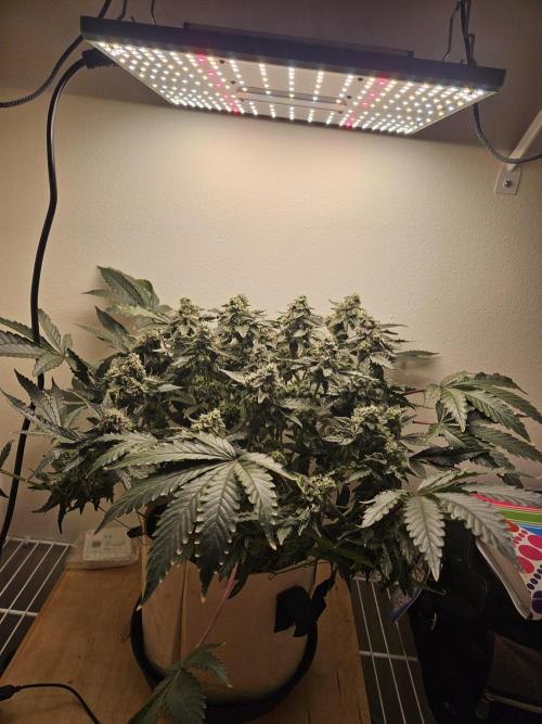 Jokerz OG. Week 11