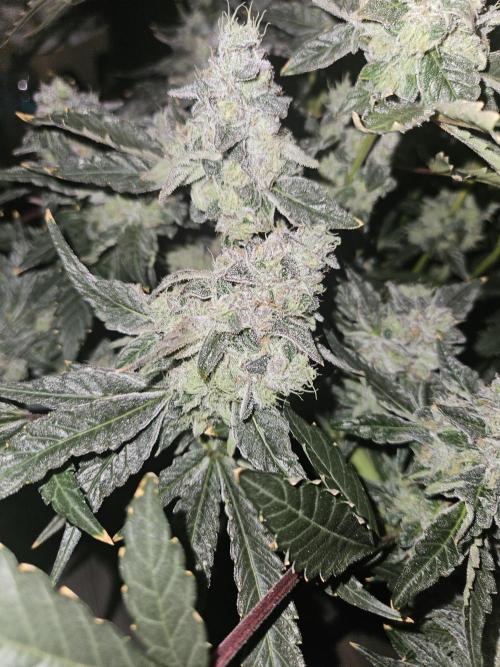 Jokerz OG. Week 12