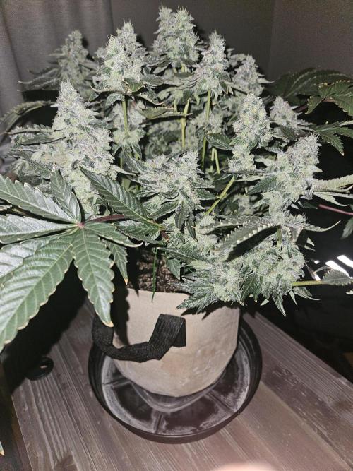 Jokerz OG. Week 12