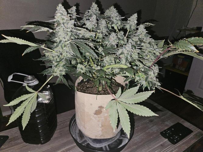 Jokerz OG. Week 12