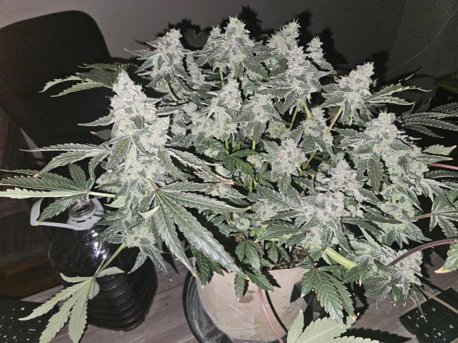 Jokerz OG. Week 12