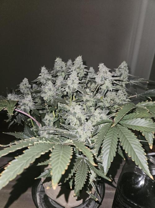 Jokerz OG. Week 12