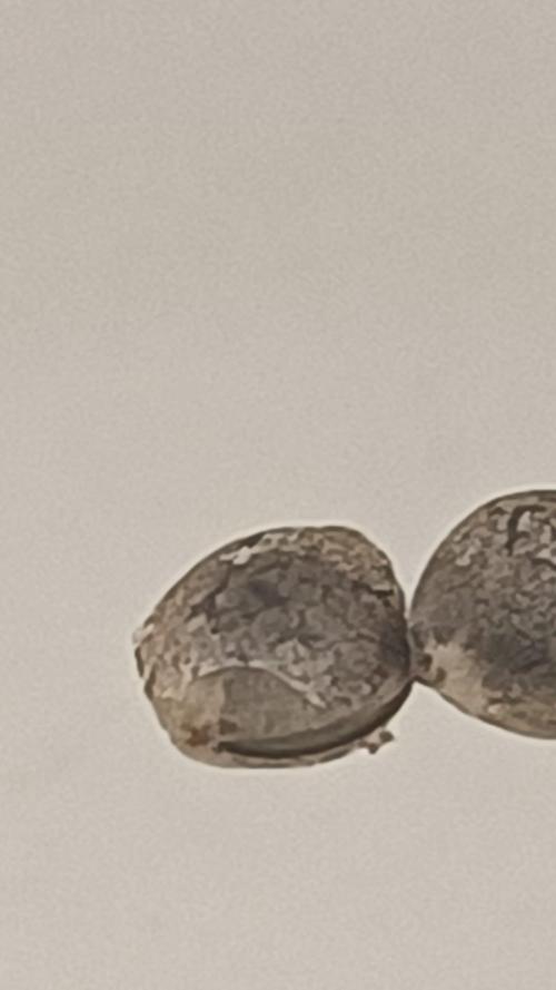 CHIMERA #3 S1. Week 0 - Pasadas 20 horas ya se abrió la primer semilla 12/01