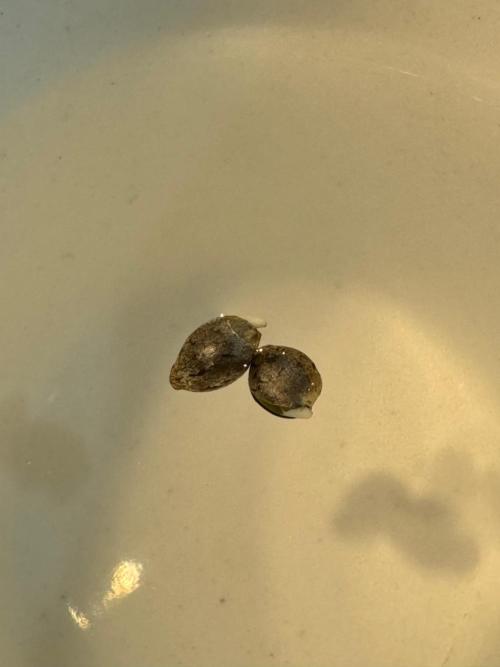 CHIMERA #3 S1. Week 0 - 24 horas después ambas semillas muestran su pequeña raíz 12/01