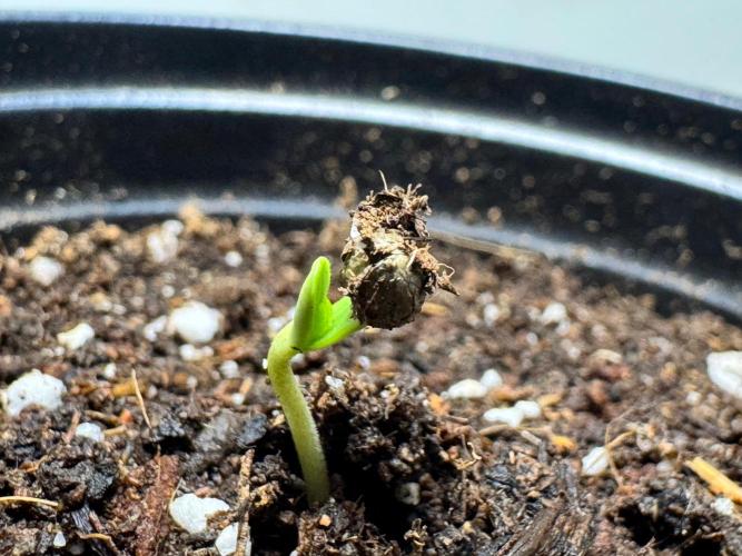 CHIMERA #3 S1. Week 0 - Cotiledones verdes #1 14/01 