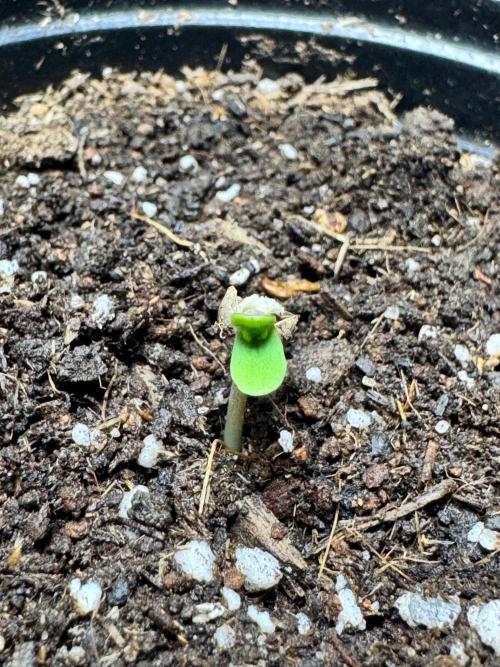 CHIMERA #3 S1. Week 0 - Cotiledones verdes #2 14/01