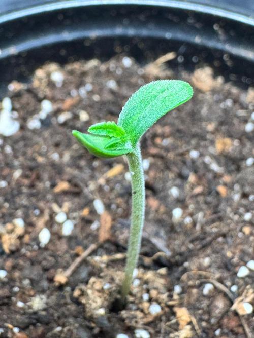 CHIMERA #3 S1. Week 0 - Primeras hojas #1 15/01