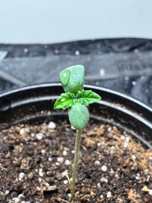 CHIMERA #3 S1. Week 0 - 6 cm 16/01