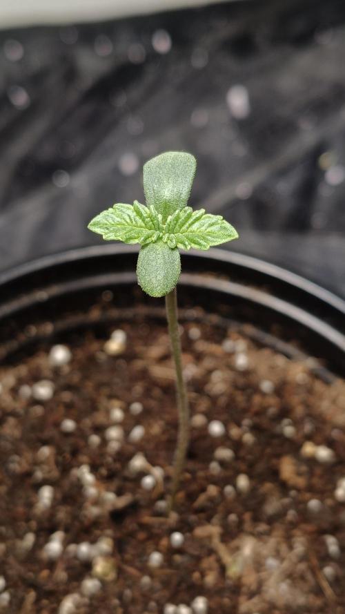 CHIMERA #3 S1. Week 0 - 7 cm #2 17/01