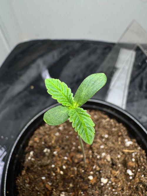 CHIMERA #3 S1. Week 0 - #1 18/01