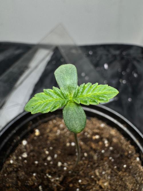 CHIMERA #3 S1. Week 0 - #2 18/01