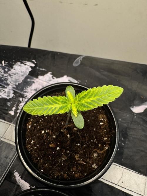 CHIMERA #3 S1. Week 1 - Se inicia levemente con nutrición #1 25/01