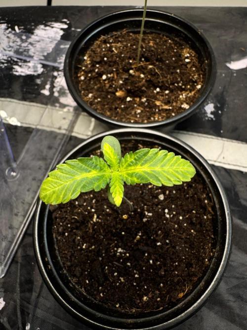 CHIMERA #3 S1. Week 1 - #2 25/01