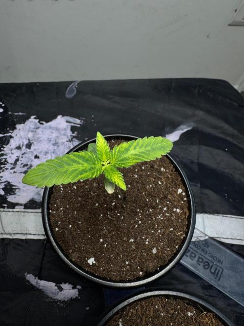 CHIMERA #3 S1. Week 1 - #1 27/01