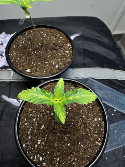 CHIMERA #3 S1. Week 1 - #2 27/01