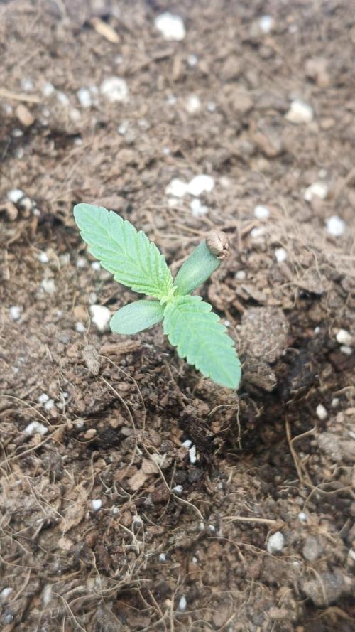 CHIMERA #3 S1. Week 0 - 11/02/26