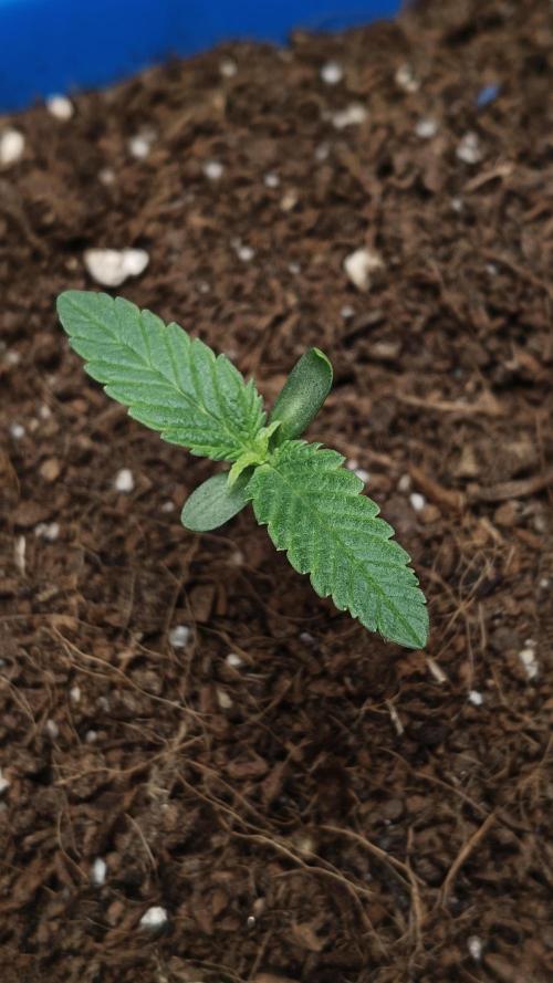 CHIMERA #3 S1. Week 0 - 12/02/26