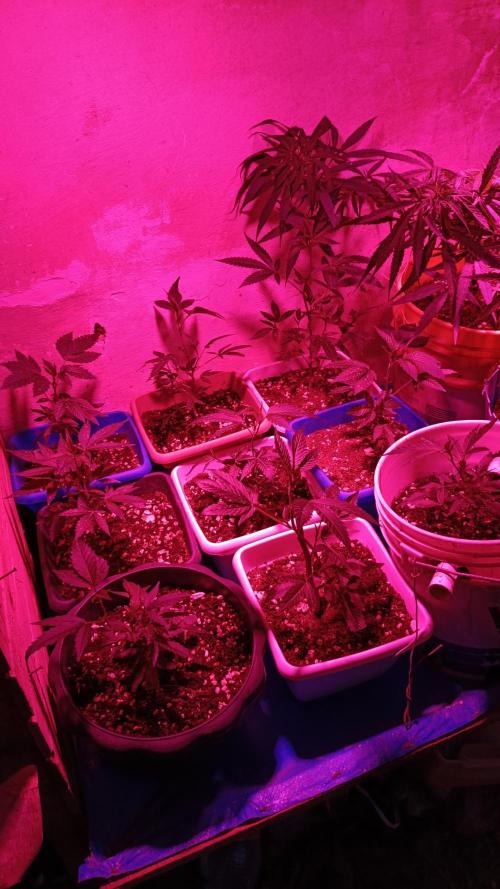 BISCOTTI - TROPICAL PUNCH - PURPLE ORANG. Week 3