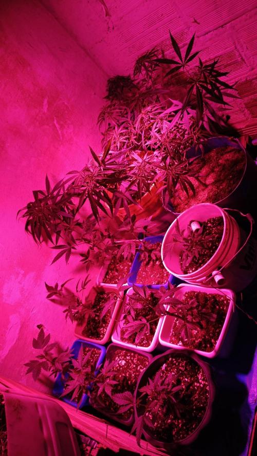 BISCOTTI - TROPICAL PUNCH - PURPLE ORANG. Week 3