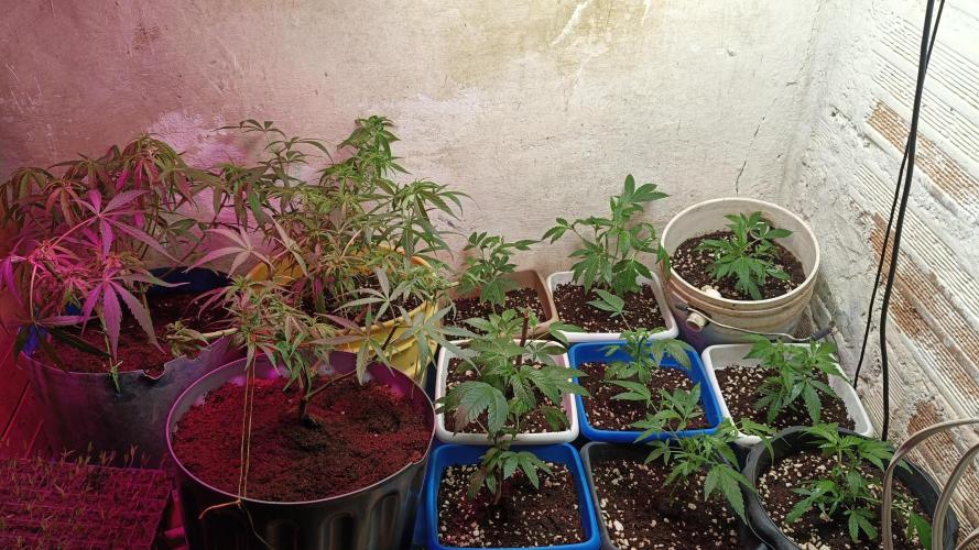 BISCOTTI - TROPICAL PUNCH - PURPLE ORANG. Week 4
