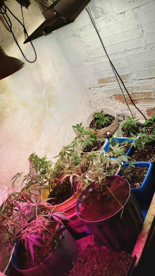 BISCOTTI - TROPICAL PUNCH - PURPLE ORANG. Week 4