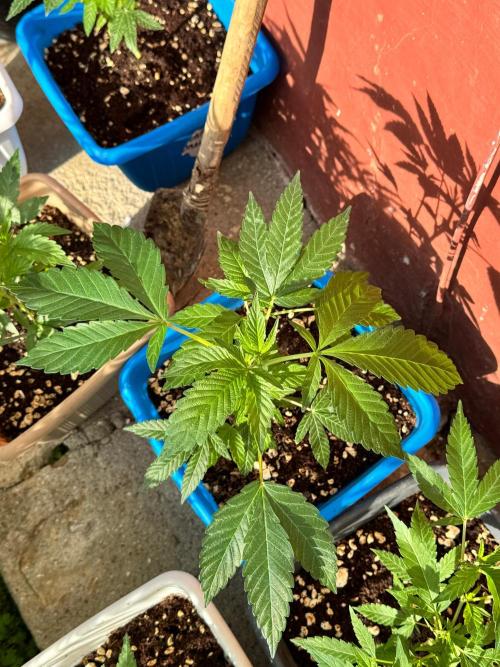 BISCOTTI - TROPICAL PUNCH - PURPLE ORANG. Week 5