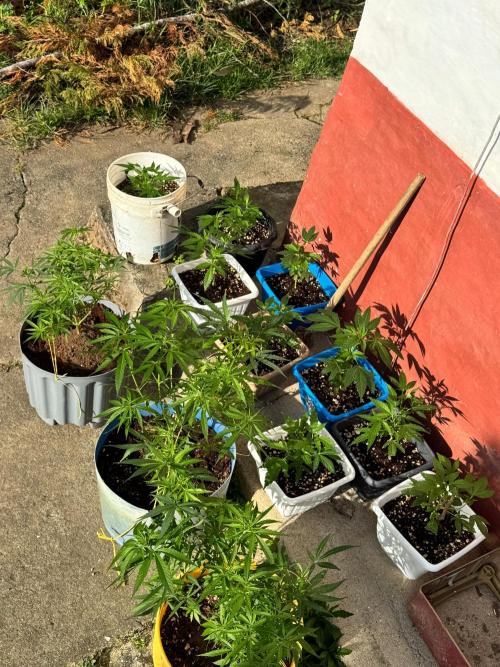 BISCOTTI - TROPICAL PUNCH - PURPLE ORANG. Week 5