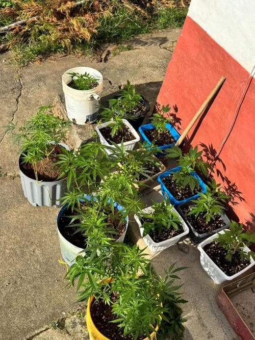 BISCOTTI - TROPICAL PUNCH - PURPLE ORANG. Week 5