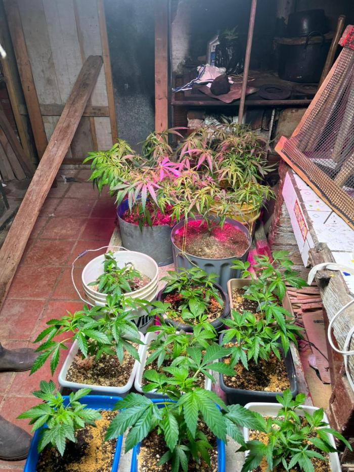 BISCOTTI - TROPICAL PUNCH - PURPLE ORANG. Week 6
