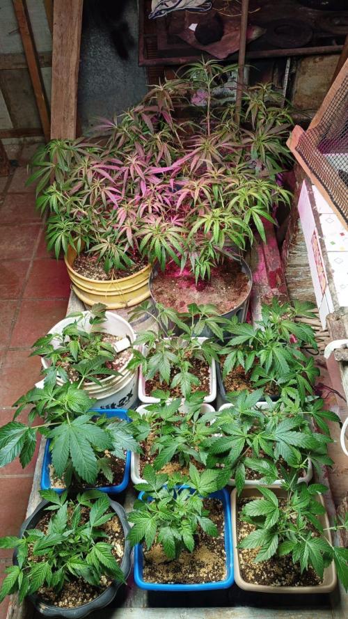 BISCOTTI - TROPICAL PUNCH - PURPLE ORANG. Week 7