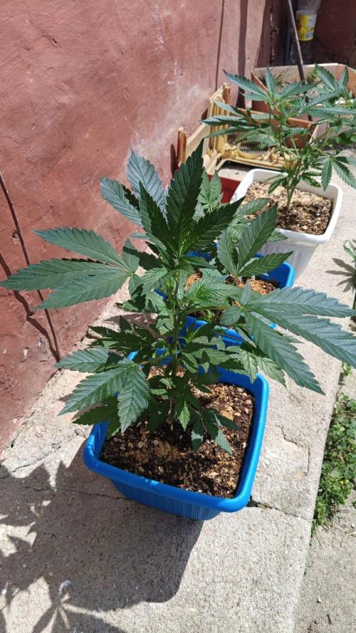 BISCOTTI - TROPICAL PUNCH - PURPLE ORANG. Week 7
