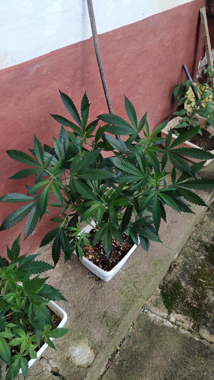 BISCOTTI - TROPICAL PUNCH - PURPLE ORANG. Week 8 - Tropical punch black tuna