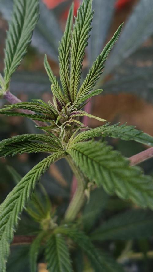 BISCOTTI - TROPICAL PUNCH - PURPLE ORANG. Week 12