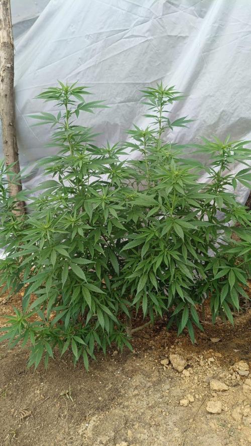 BISCOTTI - TROPICAL PUNCH - PURPLE ORANG. Week 12