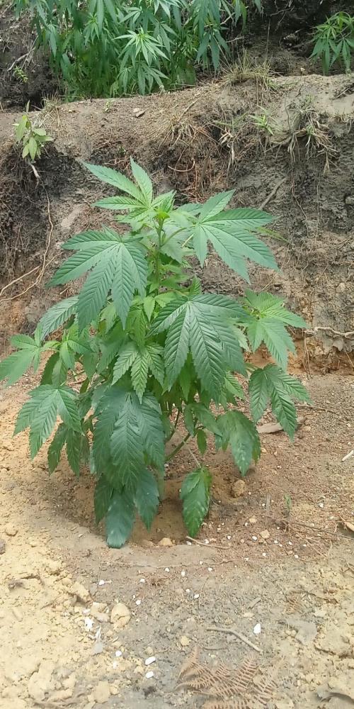 BISCOTTI - TROPICAL PUNCH - PURPLE ORANG. Week 12