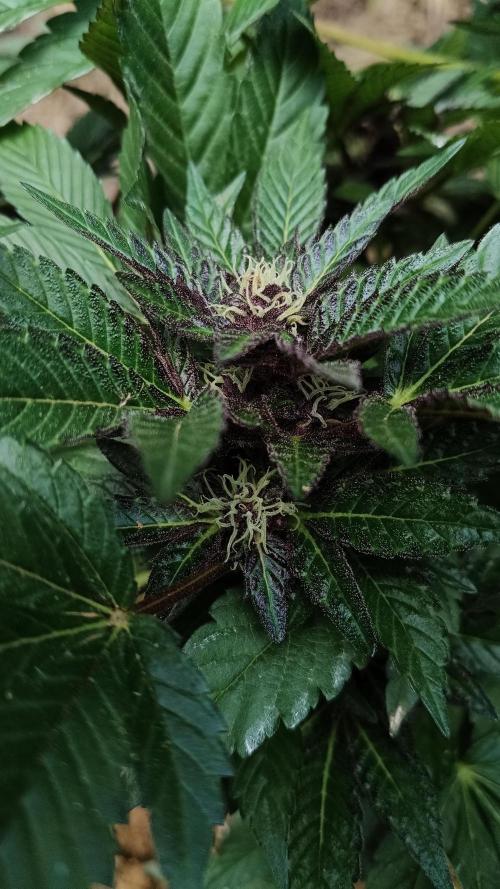 BISCOTTI - TROPICAL PUNCH - PURPLE ORANG. Week 13