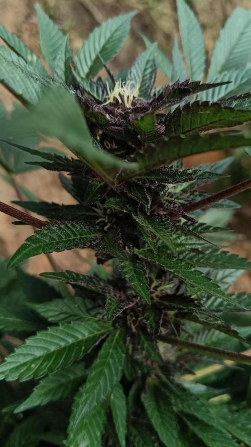BISCOTTI - TROPICAL PUNCH - PURPLE ORANG. Week 13