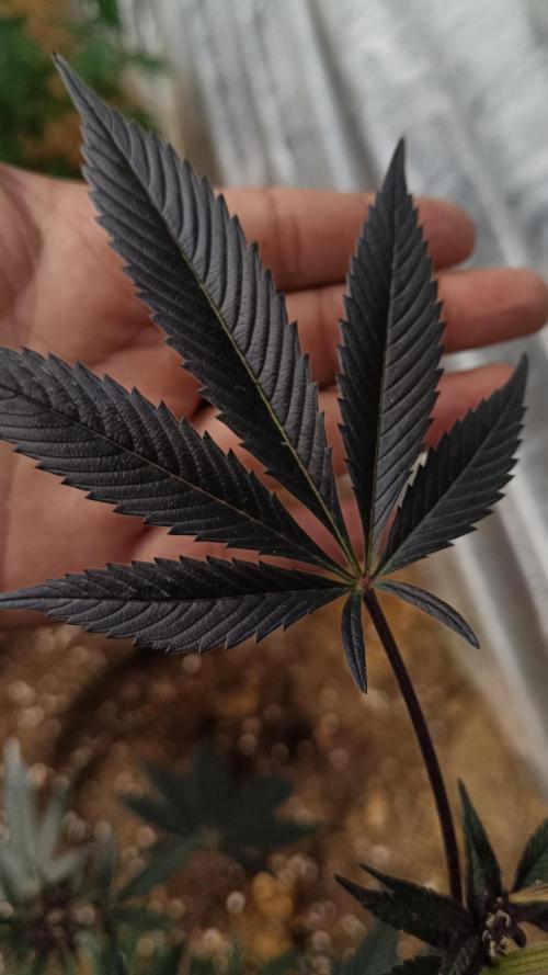 BISCOTTI - TROPICAL PUNCH - PURPLE ORANG. Week 13