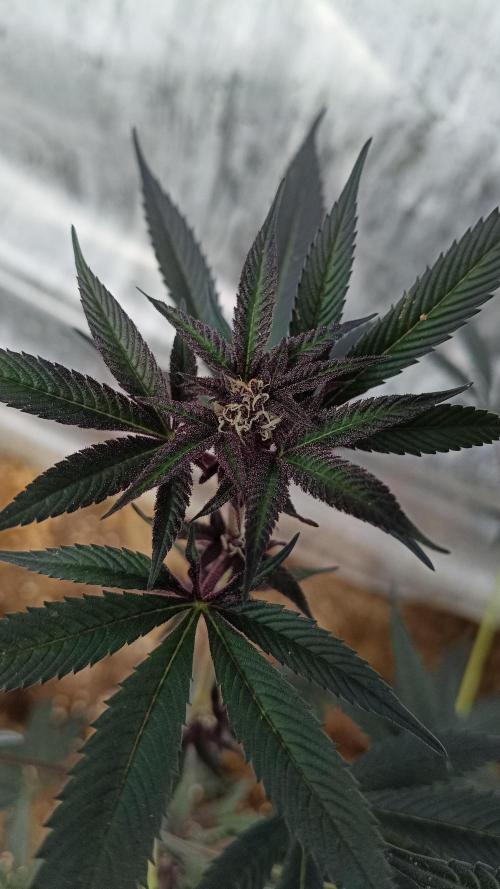 BISCOTTI - TROPICAL PUNCH - PURPLE ORANG. Week 13