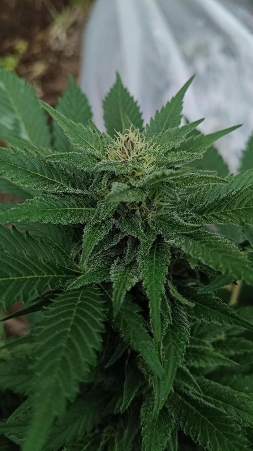 BISCOTTI - TROPICAL PUNCH - PURPLE ORANG. Week 13