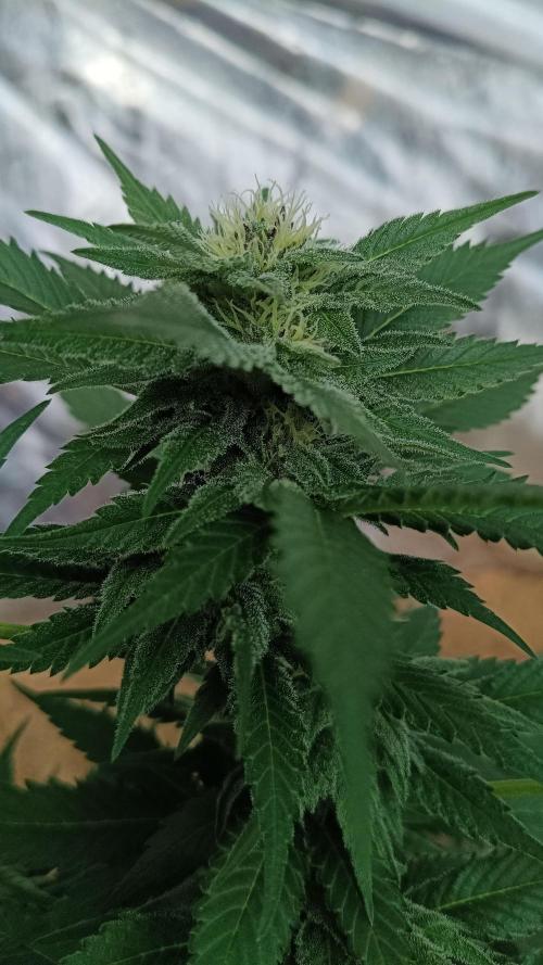 BISCOTTI - TROPICAL PUNCH - PURPLE ORANG. Week 13