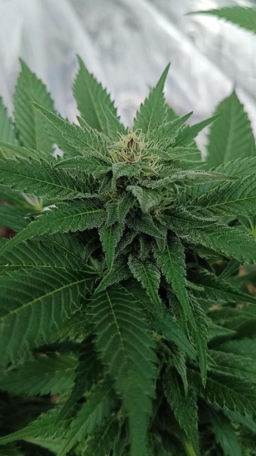 BISCOTTI - TROPICAL PUNCH - PURPLE ORANG. Week 13