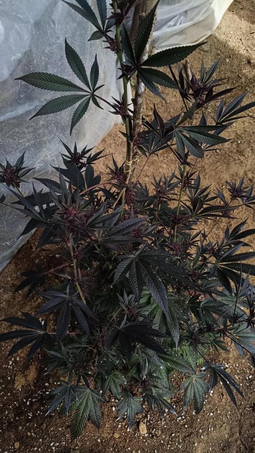 BISCOTTI - TROPICAL PUNCH - PURPLE ORANG. Week 14