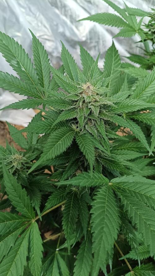 BISCOTTI - TROPICAL PUNCH - PURPLE ORANG. Week 14