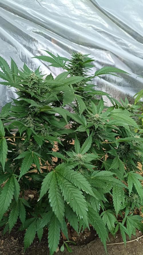 BISCOTTI - TROPICAL PUNCH - PURPLE ORANG. Week 14