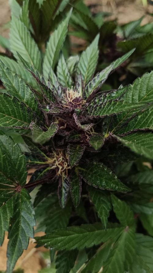 BISCOTTI - TROPICAL PUNCH - PURPLE ORANG. Week 14