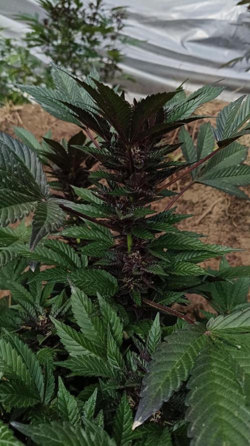 BISCOTTI - TROPICAL PUNCH - PURPLE ORANG. Week 14