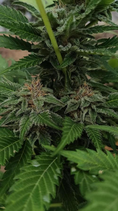 BISCOTTI - TROPICAL PUNCH - PURPLE ORANG. Week 14